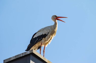 Bir evin bacasında izi olan genç beyaz bir leylek.