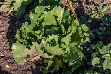 Buzlu marul Franconian bahçıvanlarının özel bir ekinidir.