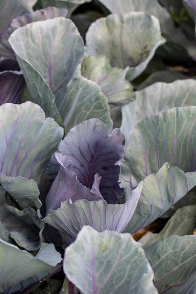 Red Cabbage Field Just Harvest — Stock Photo, Image