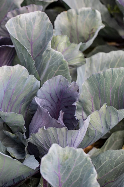 Rotkohl Auf Einem Feld Kurz Vor Der Ernte — Stockfoto