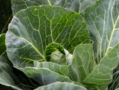 Hasattan hemen önce işaretlenmiş lahana.