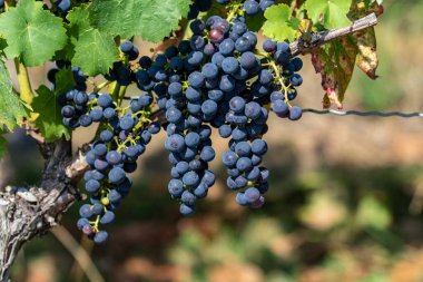 Hasattan kısa bir süre önce, naibin mavi üzümleri