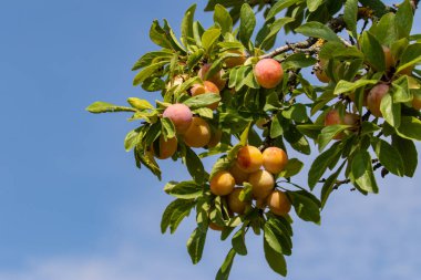 Mirabelle erikleri ağaçta hasat bittikten sonra schnapps olur.