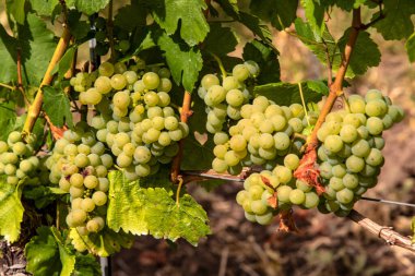 Üzüm bağında Chardonnay üzümü