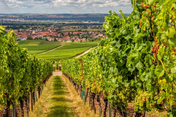 Vineyard in the Franconian wine country with a view of the Rdelsee wine village