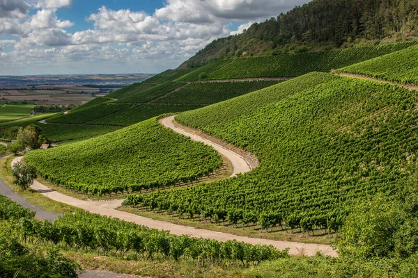 Vinodling Iphofen Franken Strax Före Skörden — Stockfoto