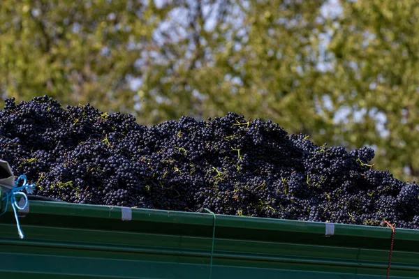 Uvas Negras Maduras Remolque Después Cosecha — Foto de Stock