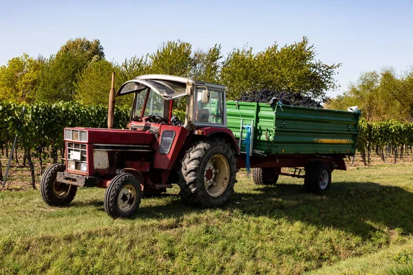 Kis Traktor Fekete Szőlővel Teli Pótkocsival Betakarítás Után — Stock Fotó