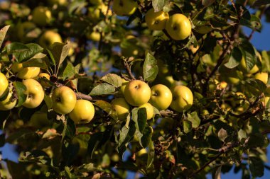 Meyve bahçesindeki bir ağaçta hasat öncesi elmalar