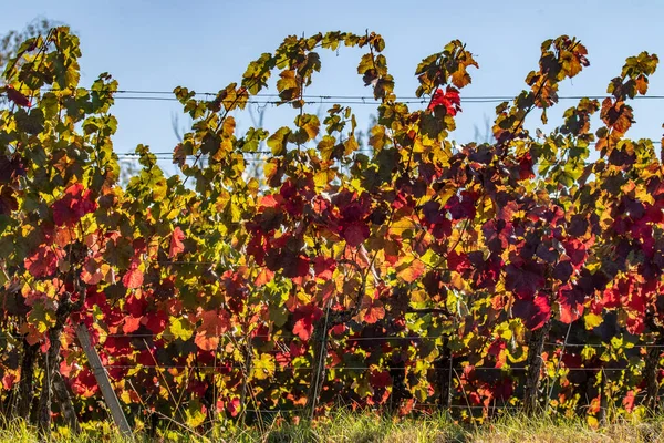 Ein Weinberg Herbst Leuchtenden Farben — Stockfoto