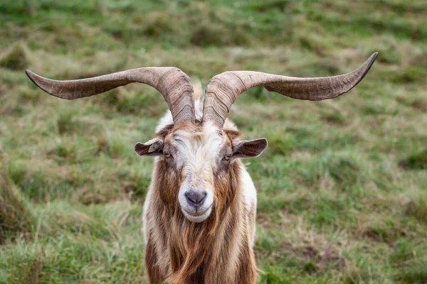 牧草地に非常に大きな角を持つビリーヤギ — ストック写真