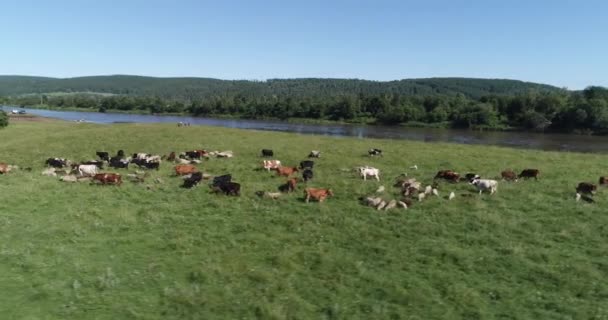 Letecký pohled na stádo krav a ovcí na zelené louce u řeky. Drone video na řece a zeleném poli se stádu krav a šorpů. Ural, Baškiriya, Rusko.