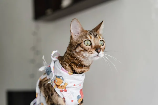 Bengal cat in a medical bandage on a dressing table in a veterinary clinic