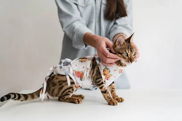 Sterilizasyondan sonra veterinerlik kliniğinde bandajlı Bengal kedisi.