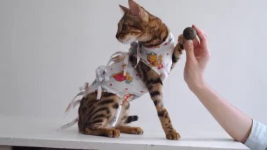 Sterilizasyondan sonra veterinerlik kliniğinde bandajlı Bengal kedisi.