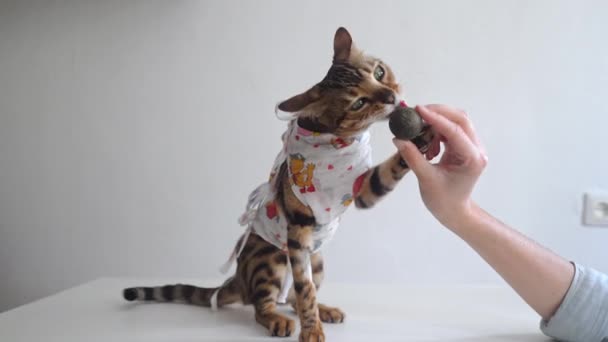 Gato Bengala Uma Atadura Médica Uma Mesa Vestir Uma Clínica — Vídeo de Stock