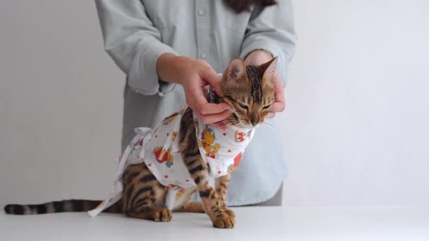 Gato Bengala Uma Atadura Médica Uma Mesa Vestir Uma Clínica — Vídeo de Stock