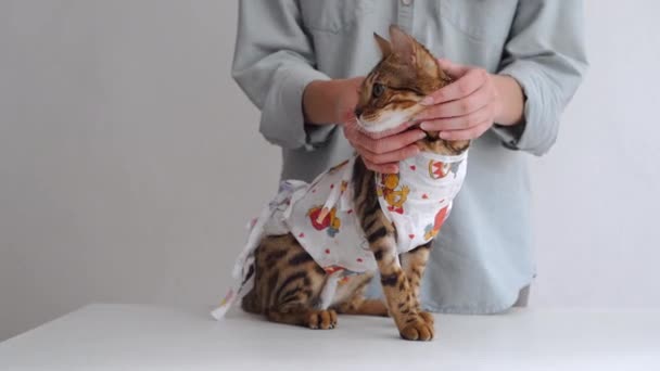 Bengálská Kočka Lékařském Obvazu Toaletním Stolku Veterinární Klinice Sterilizaci — Stock video