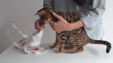 Sterilizasyondan sonra veterinerlik kliniğinde bandajlı Bengal kedisi.