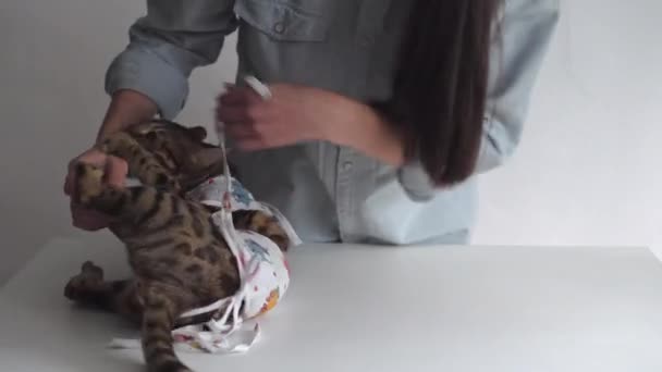Bengalische Katze Einem Verband Auf Einem Schminktisch Einer Tierklinik Nach — Stockvideo