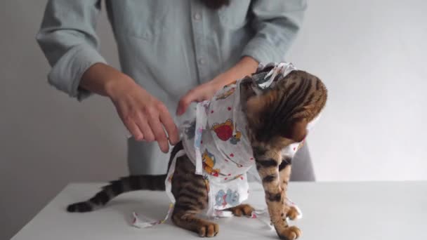 Gato Bengala Uma Atadura Médica Uma Mesa Vestir Uma Clínica — Vídeo de Stock