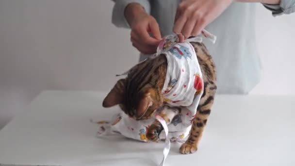 Bengalisk Katt Ett Medicinskt Bandage Ett Omklädningsbord Veterinärklinik Efter Sterilisering — Stockvideo