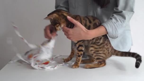 Gato Bengala Uma Atadura Médica Uma Mesa Vestir Uma Clínica — Vídeo de Stock