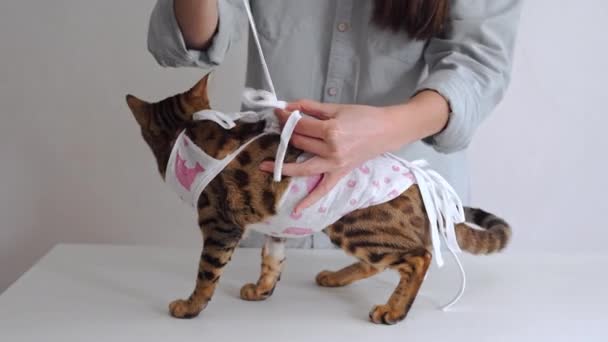 滅菌後の獣医診療所のドレッシングテーブルの上の医療包帯のベンガル猫 — ストック動画
