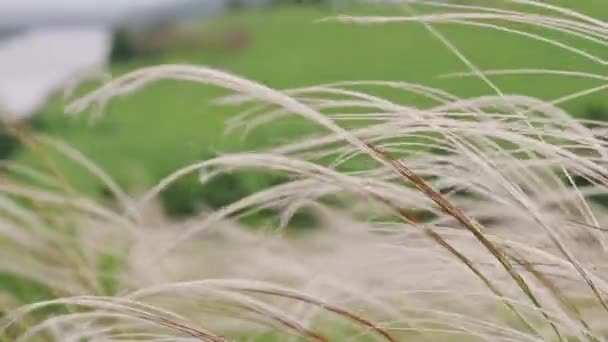 羽の草が川の近くの崖の上で風に揺れる — ストック動画