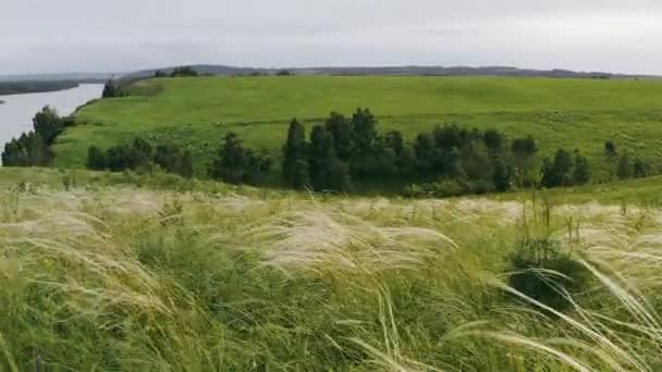 Fjädern Gräset Svajar Vinden Klippa Nära Floden — Stockvideo