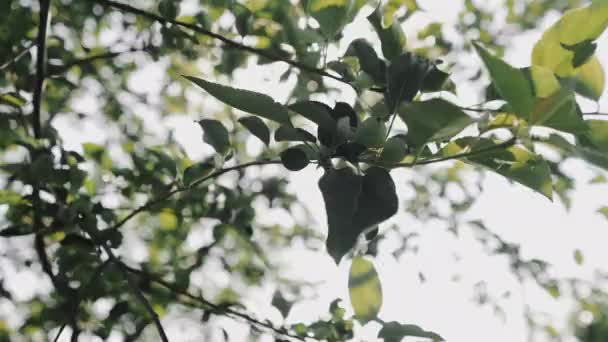 사과가 나뭇가지에 매달려 — 비디오