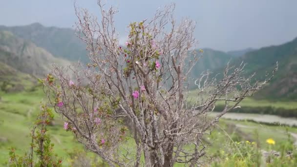 阿尔泰山脉背景下盛开的马尔尼克玫瑰丛 — 图库视频影像