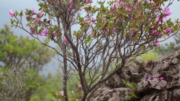 Kwitnący Krzew Różany Maralnik Tle Gór Altai — Wideo stockowe