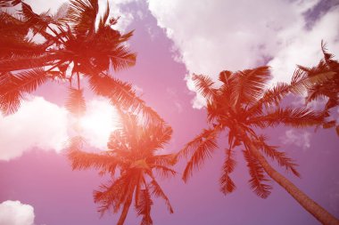 Mavi gökyüzüne karşı palmiye ağaçları, tropikal sahilde palmiye ağaçları, eski moda ve stil, hindistan cevizi ağacı, yaz ağacı, retro.