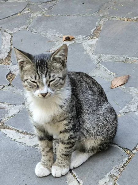 Tiflis Gürcistan 16 Ağustos 2024, Uykucu Gri Kedi. Yüksek kalite fotoğraf