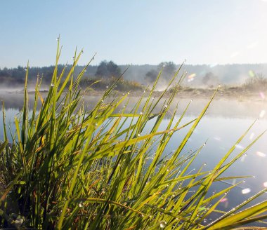 yaz sabahı Nehri, sis ve suyun üzerinde çiy çimlere düşer.
