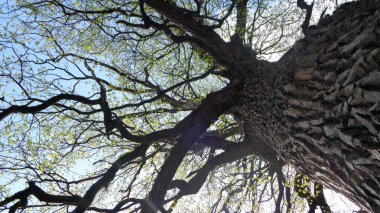 Eski meşe bahar, ağacın dalları, racrs alt ilginç mavi gökyüzünde dokulu kabuğu