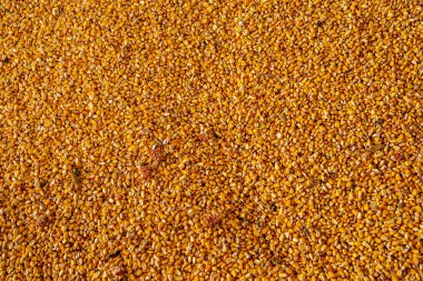 Arka plan Mısır tohumu, yakından görmek 