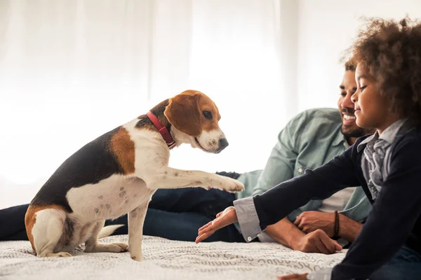 アフリカ系アメリカ人の家族が寝室に犬と共に時間を過ごす — ストック写真