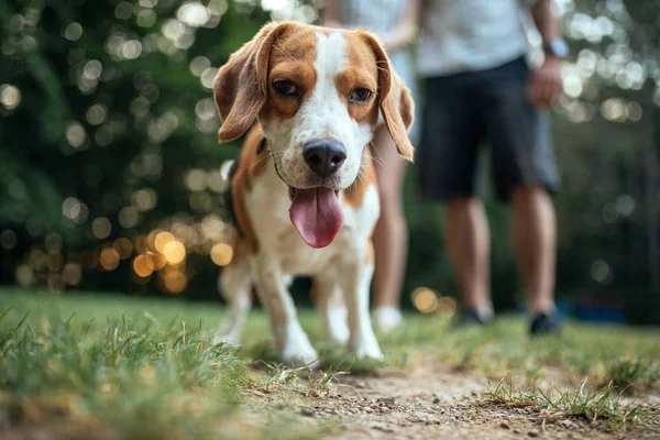 Porträtt Söt Beagle Utomhus Parken — Stockfoto