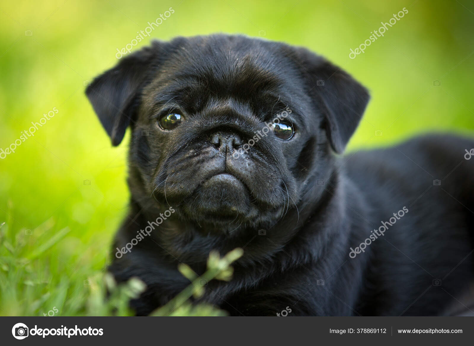 Cute Black Pug Puppy Walk Outdor Summer Grass — Stock Photo
