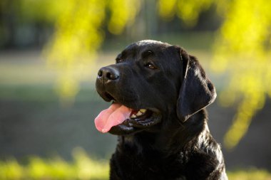 Büyük siyah köpek labrador Retriever yetişkin safkan labrador baharda çimlerin üzerinde güneş ışığı altında yeşil park