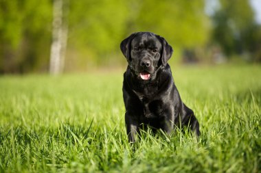 Büyük siyah köpek labrador Retriever yetişkin safkan labrador baharda çimlerin üzerinde güneş ışığı altında yeşil park