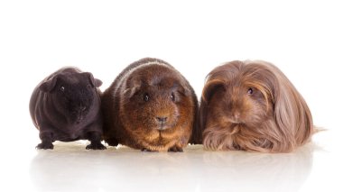 Guinea pigs group of different breed together on white isolated background clipart