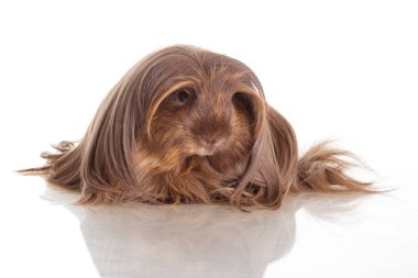 Beyaz yalıtılmış arka planda uzun saçlı bir kobay.