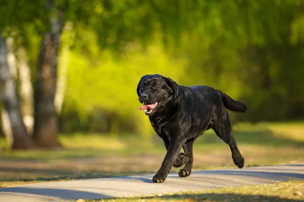 大黑狗拉布拉多犬在春天找回了成年纯种的实验室 在阳光下在草地上找到了绿色的公园 — 图库照片