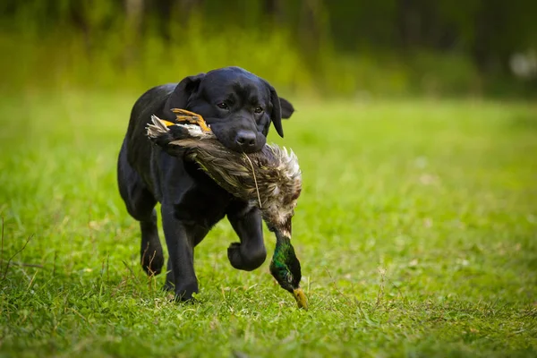 Labrador Czarny Retriever Laboratorium Zewnątrz Parku Letnim Trawie Kaczka Polowanie — Zdjęcie stockowe