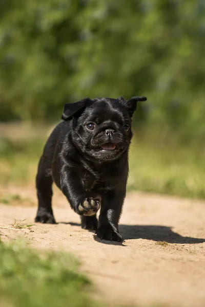 Bonito Preto Pug Filhote Cachorro Passeio Outdor Verão Grama — Fotografia de Stock