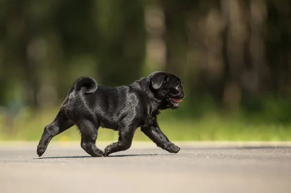 Aranyos Fekete Mopsz Kiskutya Séta Outdor Nyári — Stock Fotó