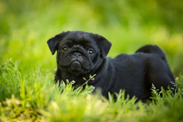 Cute Black Pug Puppy Walk Outdor Summer Grass — Stock Photo, Image